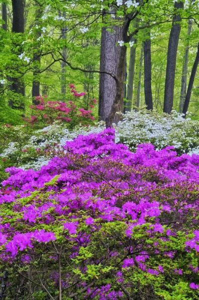 USA, Delaware, Colorful Azalas in bloom
